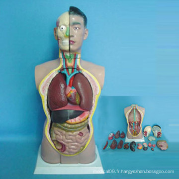 Enseignement médical de haute qualité Anatomie humaine Torse (R030102)